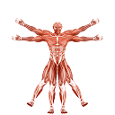 Dr. Muscle App logo